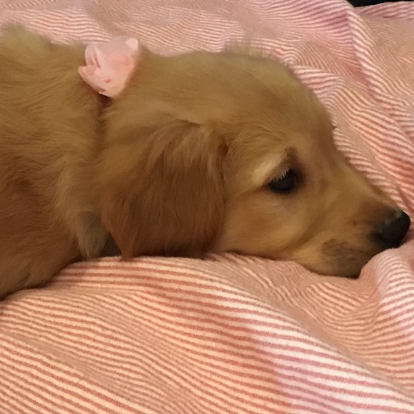 Meet your Posher, Ashley - Picture 1 of 1